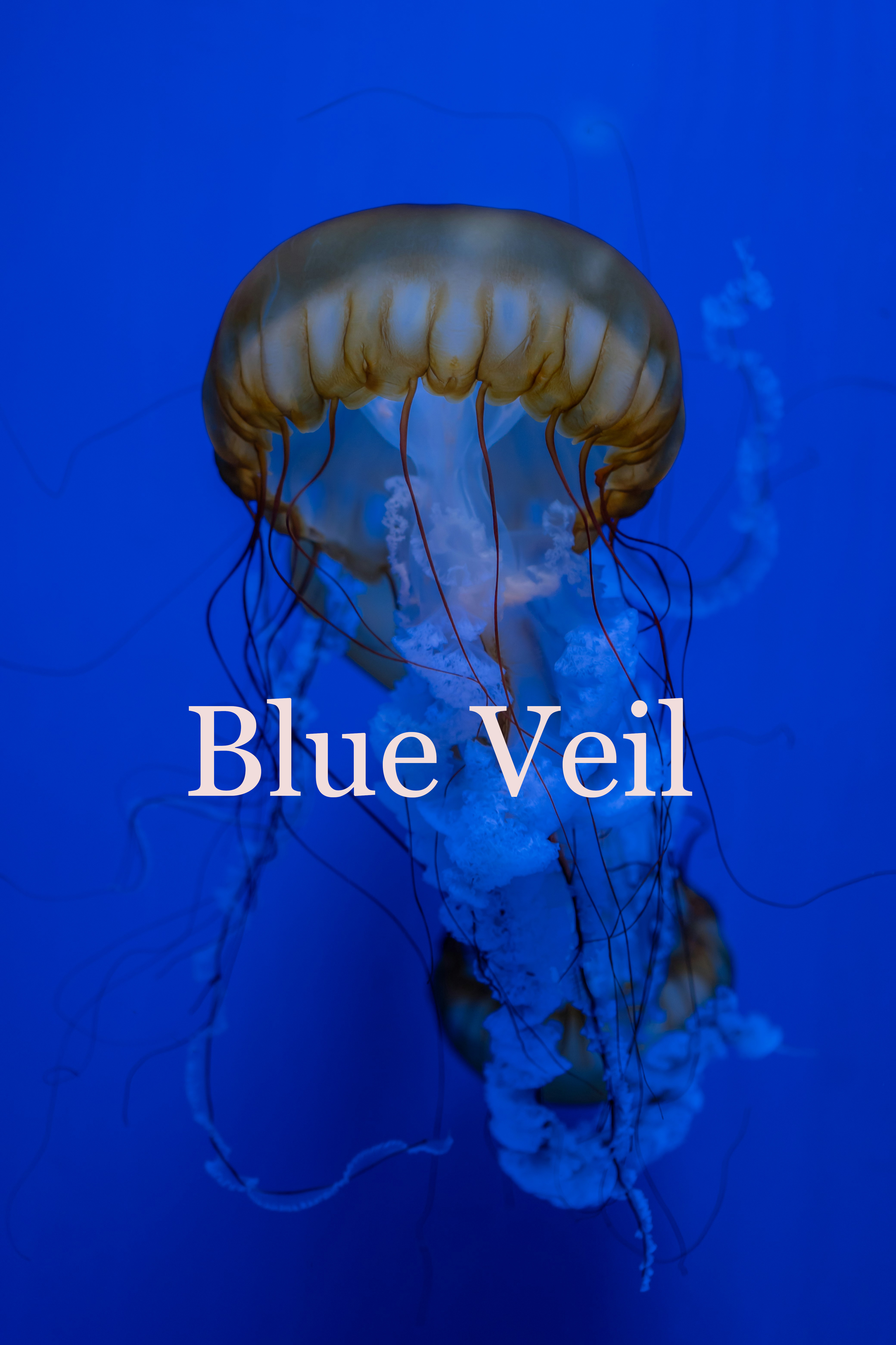 Blue Veil